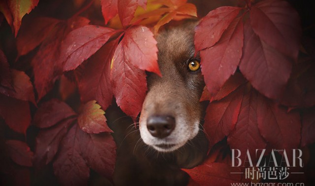 你见过这么享受秋天的汪星人吗？