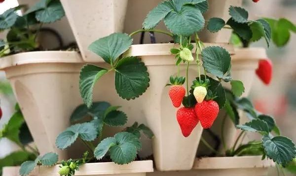 在家里这样种水果，比买的花还好看