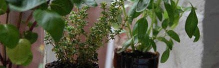 酒瓶变花瓶:DIY实用个性的艺术花器