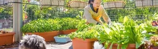 花50天用6个箱,他把桃源搬进都市