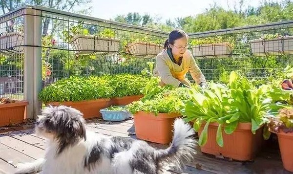 花50天用6个箱,他把桃源搬进都市