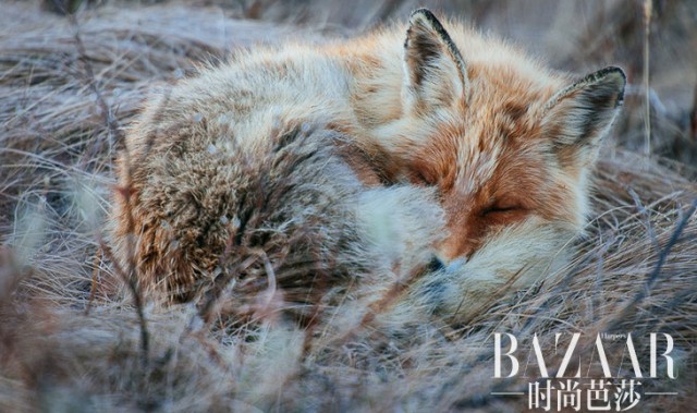北极圈拍狐狸， 让人有把它当作宠物的冲动
