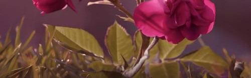 馥郁玫瑰,臻致礼遇