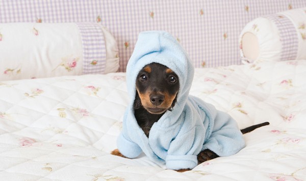 空间小不是理由 25个迷你狗萌翻你的日常