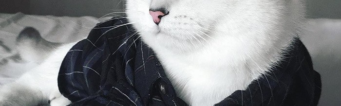 这是一只拥有最漂亮眼睛的英国短毛猫