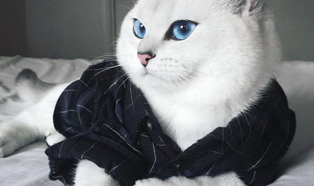 这是一只拥有最漂亮眼睛的英国短毛猫