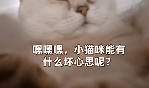 猫咪能有什么坏心眼呢？只不过是抢我的钱罢了～