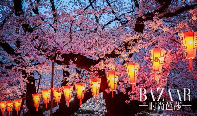 16张国家地理级别的樱花美图，手机壁纸换起来