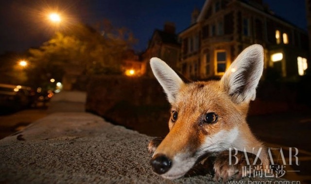 带你去看最动人的野生动物，2016年野生动物摄影大赏