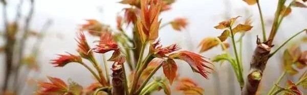 春天的滋味全在这“树上的野菜”里