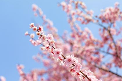 命里犯桃花怎么化解？命里有桃花都是好的吗？