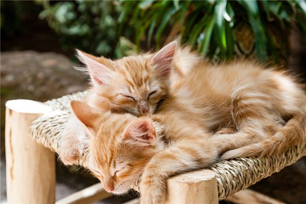 梦见猫死了