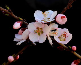 八字四柱无桃花-命里没有正缘是说明什么