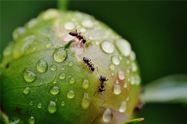 原版周公解梦—梦见蚂蚁