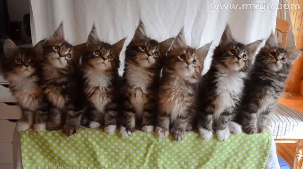 梦见很多猫