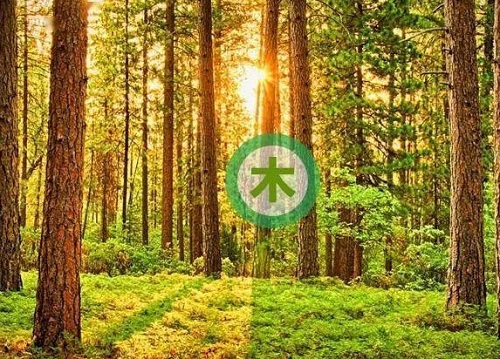 八字木多的人命运如何 八字木多的人有什么特点