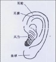 第五官，采听官（耳朵）