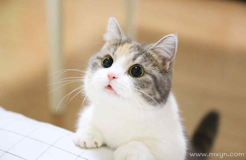 梦见猫咪