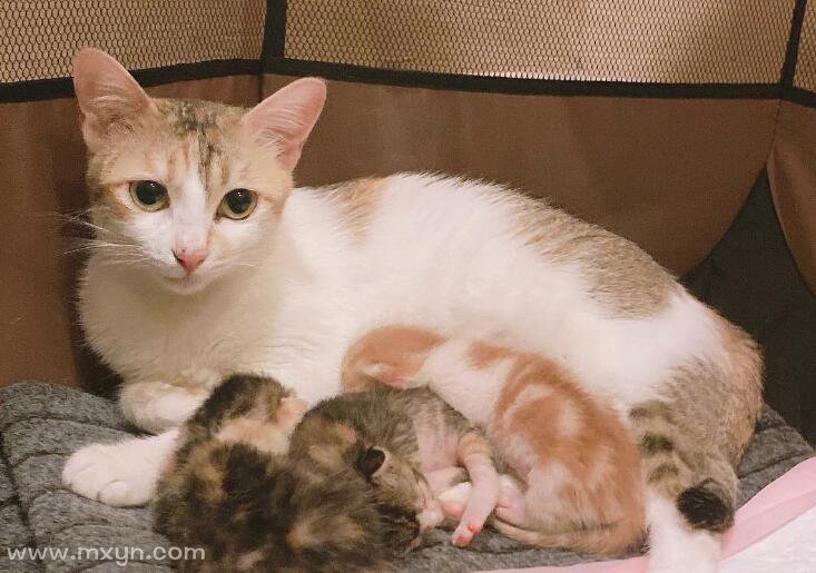 梦见猫咪生小猫