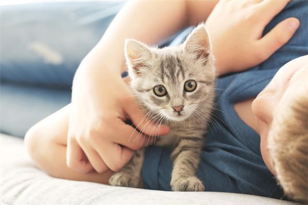 梦见猫生小猫