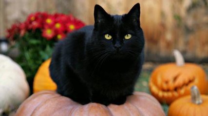 梦见黑猫