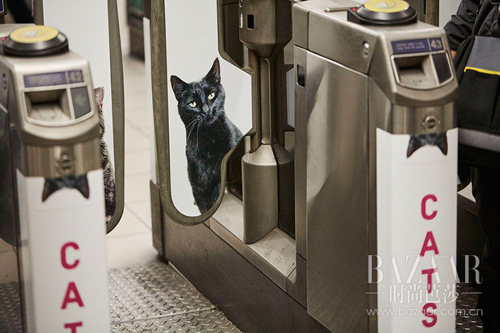 cat-ads-underground-subway-metro-london-3