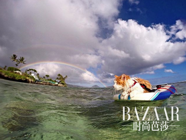 adaymag-one-eyed-cat-loves-swim-surf-04