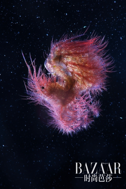 2015 我们的水下世界 银奖《在太空》,摄影:Qing Lin