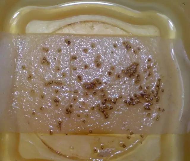 f729065743dce859ada10f688157caa2