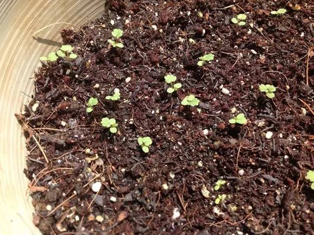 438008b8526d0214c7afe4990dd91c41