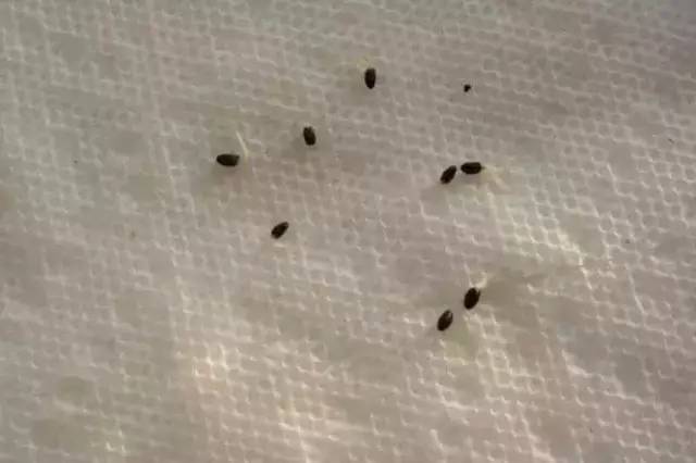 030ab6fc0ca6ad55a244c7235f89fdeb