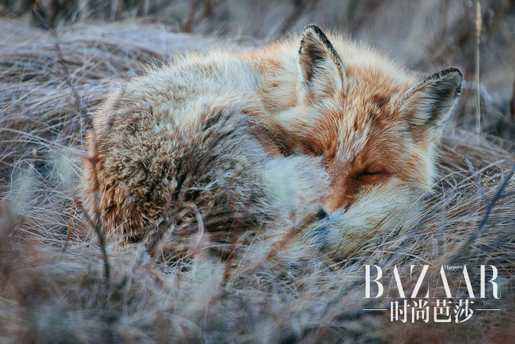 fox-photography-russian-miner-ivan-kislov-chukotka-1