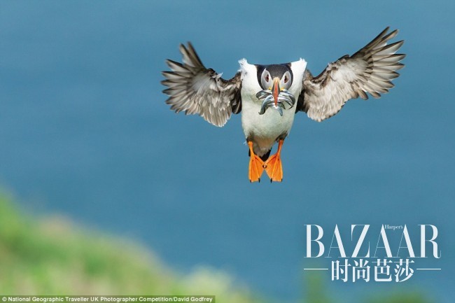 摄影师：David Godfrey，拍摄地点：英国 Skomer Island