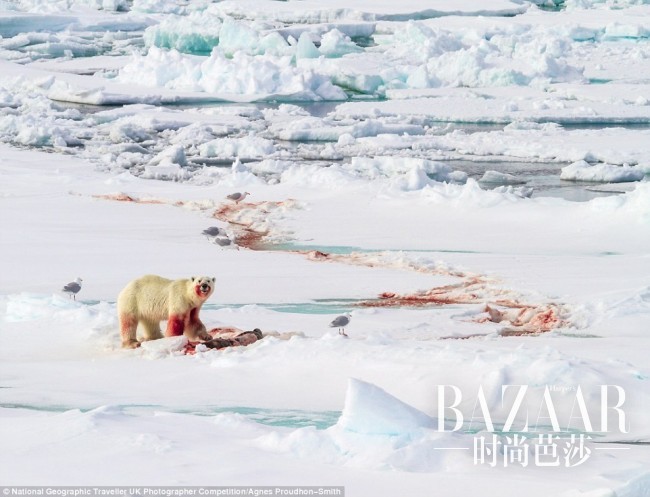摄影师：Agnes Proudhon-Smith，拍摄地点：北极 Svalbard