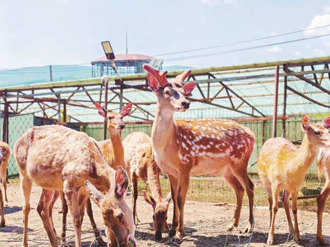 久美成列  鹿永远知道怎么走回林子中
