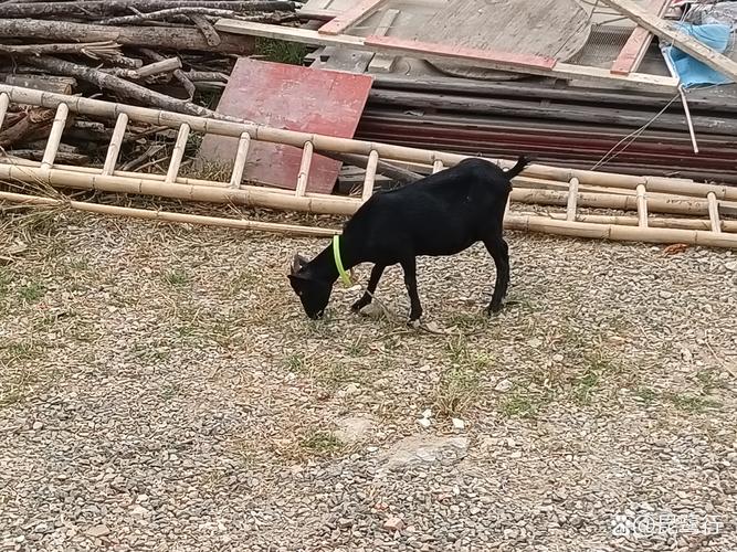 屋顶上可以放羊、打高尔夫,还能野餐,你见过吗?