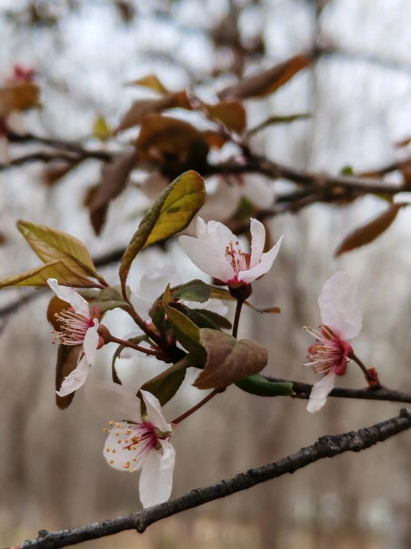 我们往春天里赶,看六载美育花开