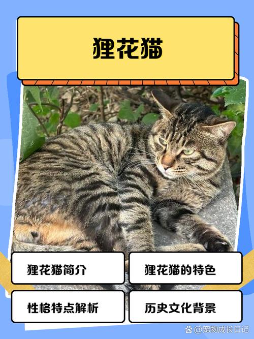 就算穿越回千年以前，我也逃不过“猫奴”二字