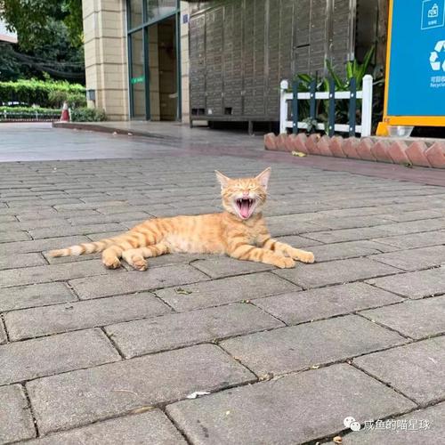 就算穿越回千年以前，我也逃不过“猫奴”二字