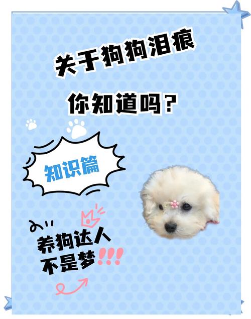 2023年了,我还在为这只小狗落泪!